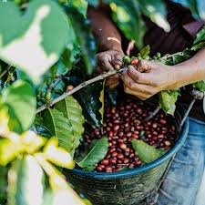 Peru single-origin coffee by Code 3 Rescue Coffee and Tea, featuring a steaming cup with dark roasted beans and a creamy top.