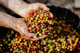 Sumatra coffee beans from Code 3 Rescue Coffee and Tea, showcasing dark roasted whole beans with a smooth, glossy surface.